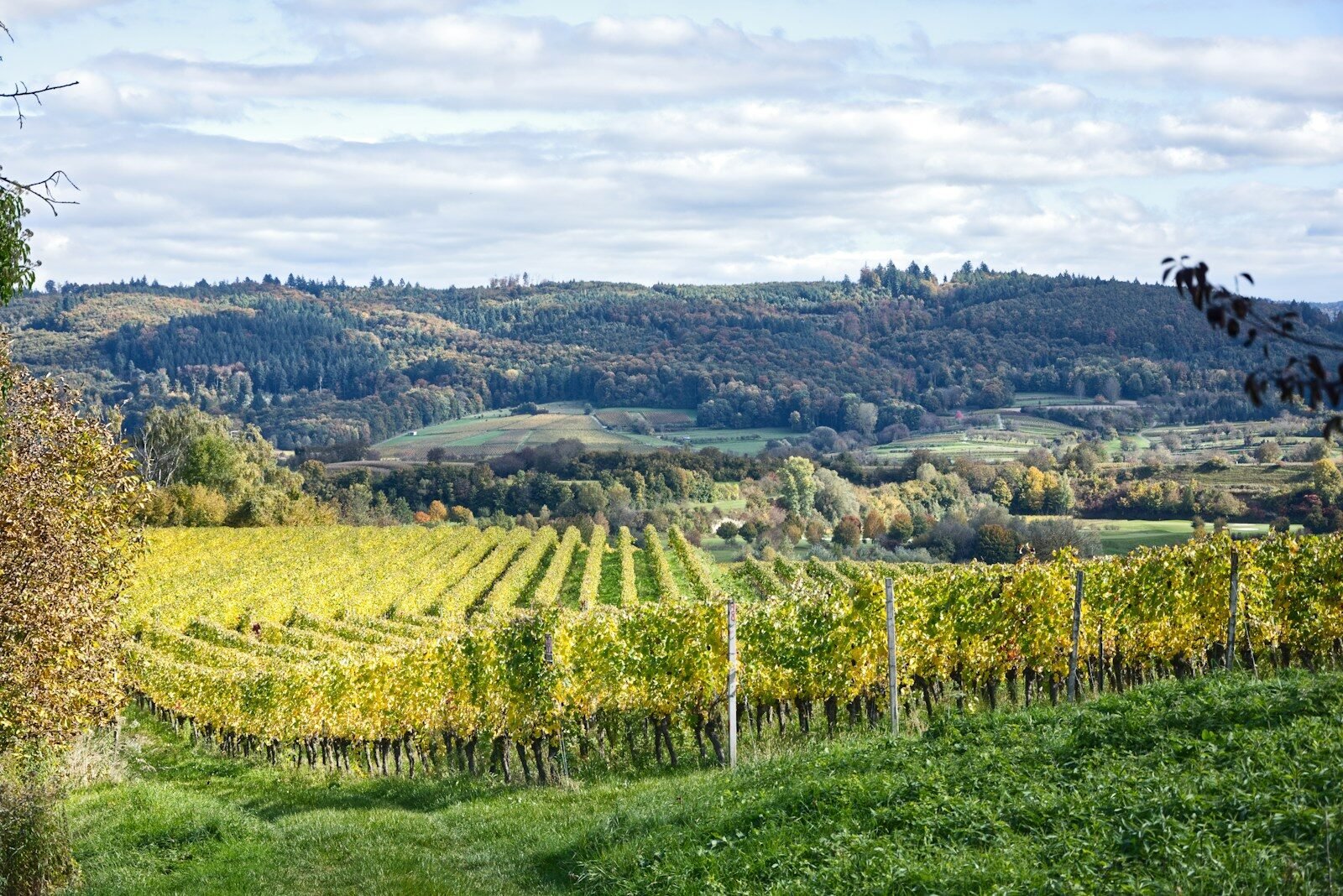 Rolling hills with a vineyard in autumn